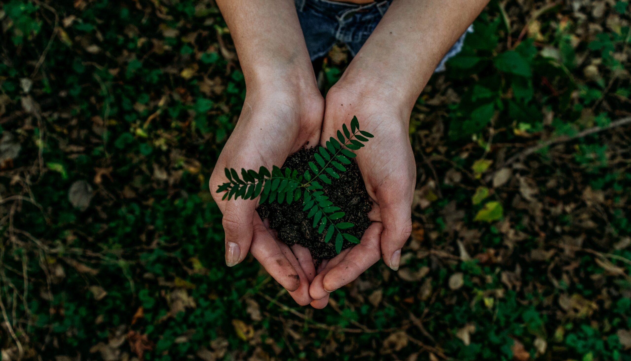 sustainability plant in hands